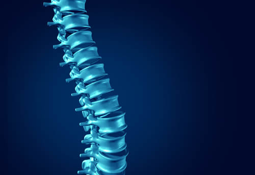 Human Spine concept as medical health care anatomy symbol with the skeletal spinal bone structure closeup on a dark blue background.