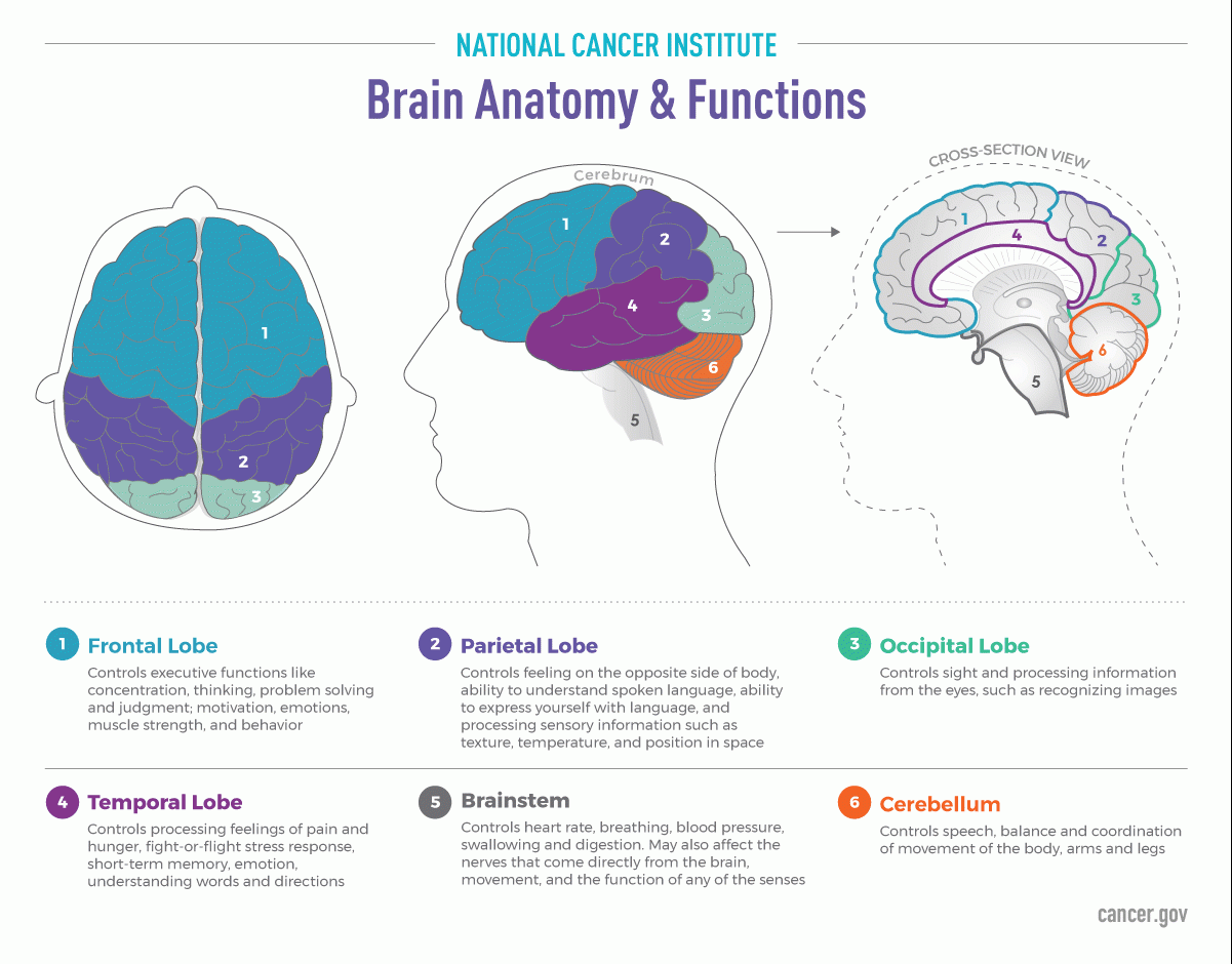 Illustration of brain anatomy and functions.