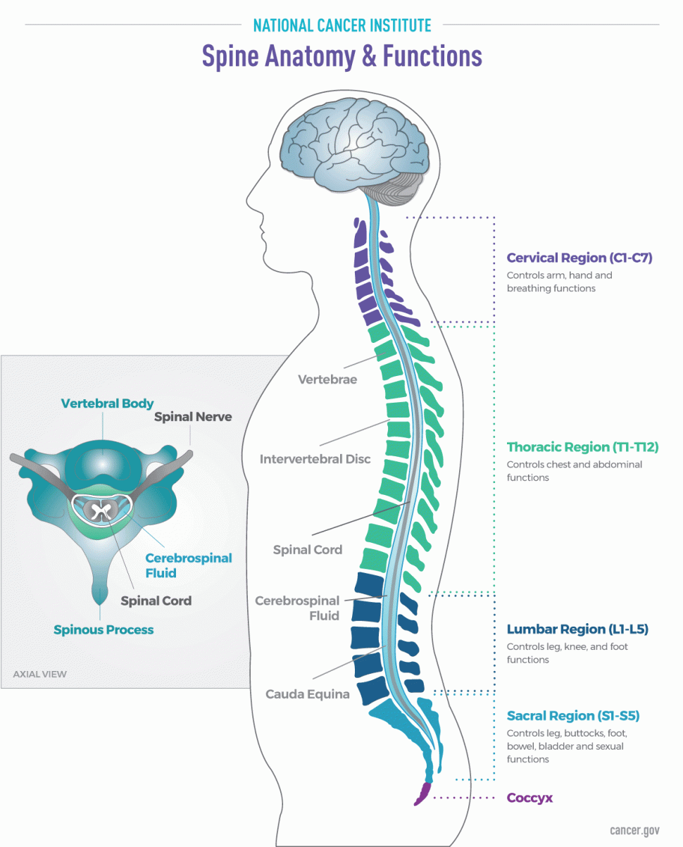 Illustration of spine anatomy and functions.
