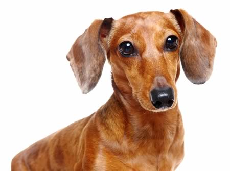 Andy the Dachshund Walks thanks to 3D-assisted Surgery